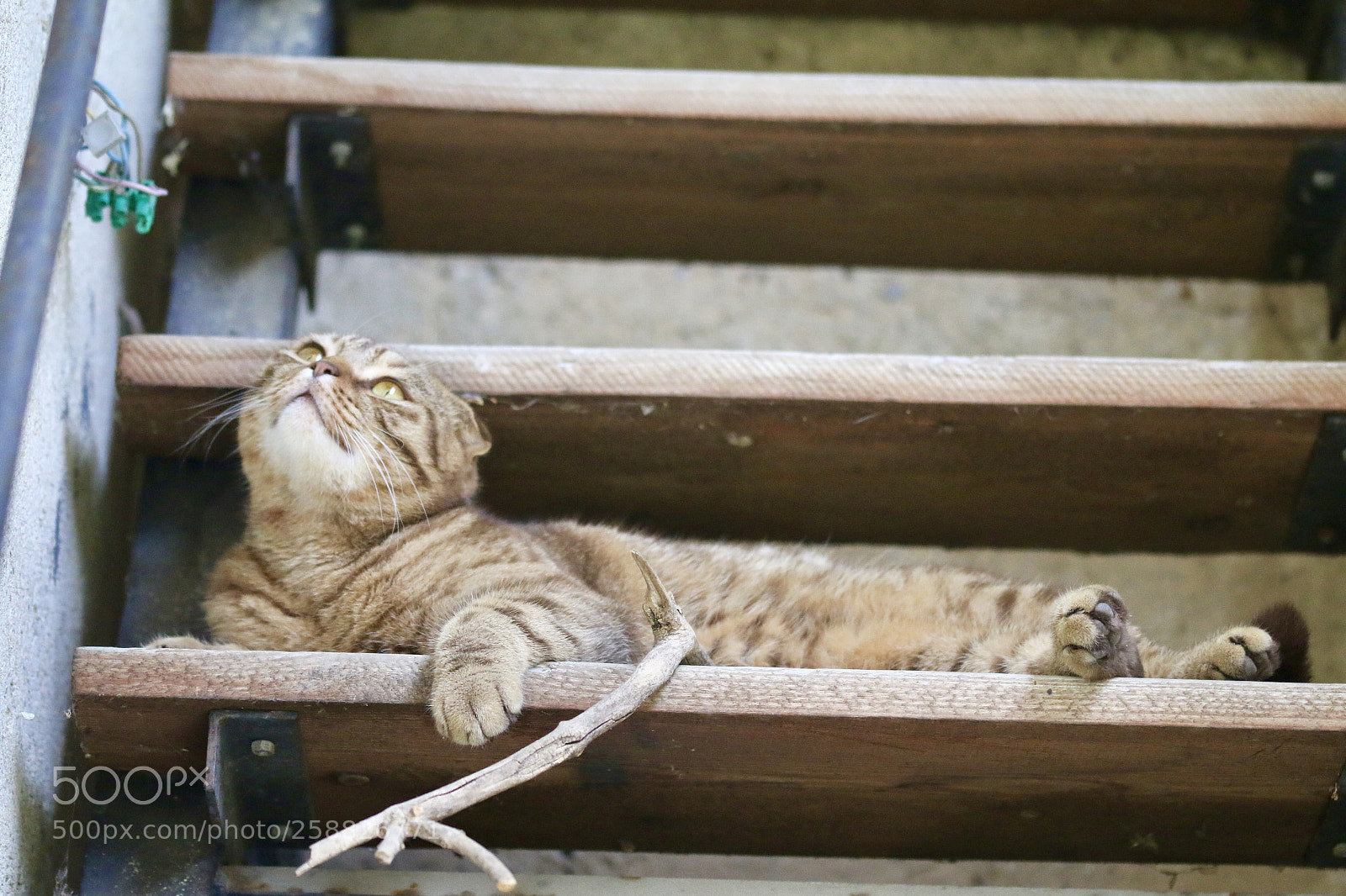 Canon EOS 70D sample photo. Lazy photography