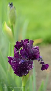 Nikon D7000 sample photo. Iris photography