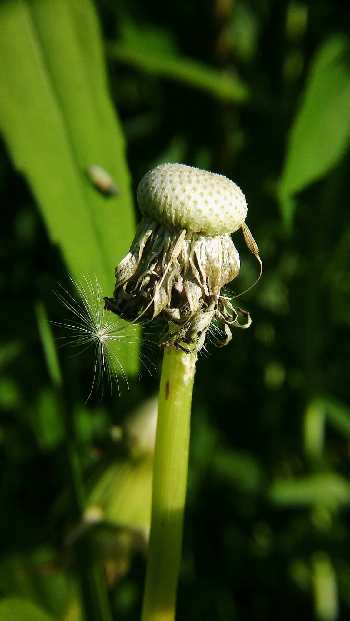 LG SPIRIT 4G LTE sample photo. Dandelion fluff photography