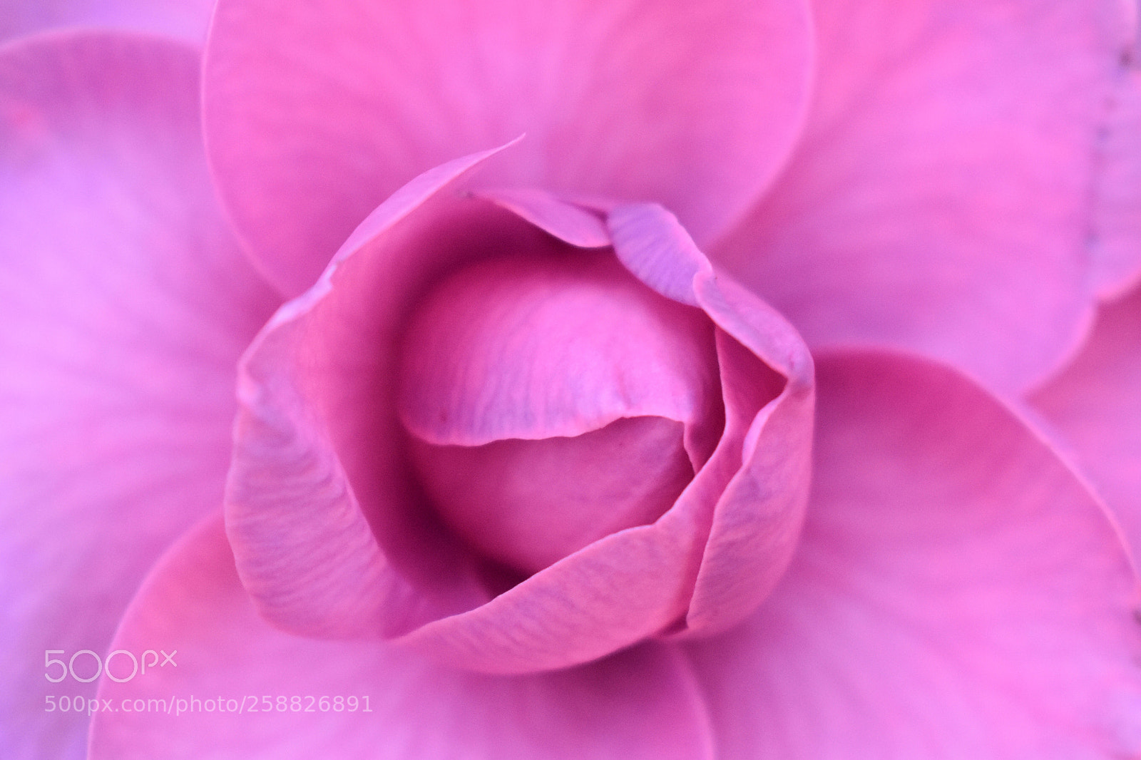 Nikon D3400 sample photo. The heart and soul photography