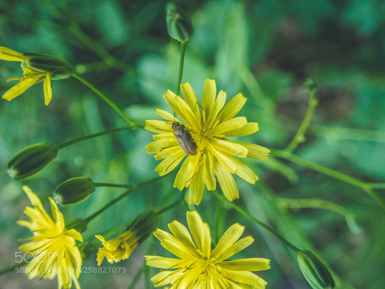 Olympus TG-5 sample photo. Semmi k l n photography