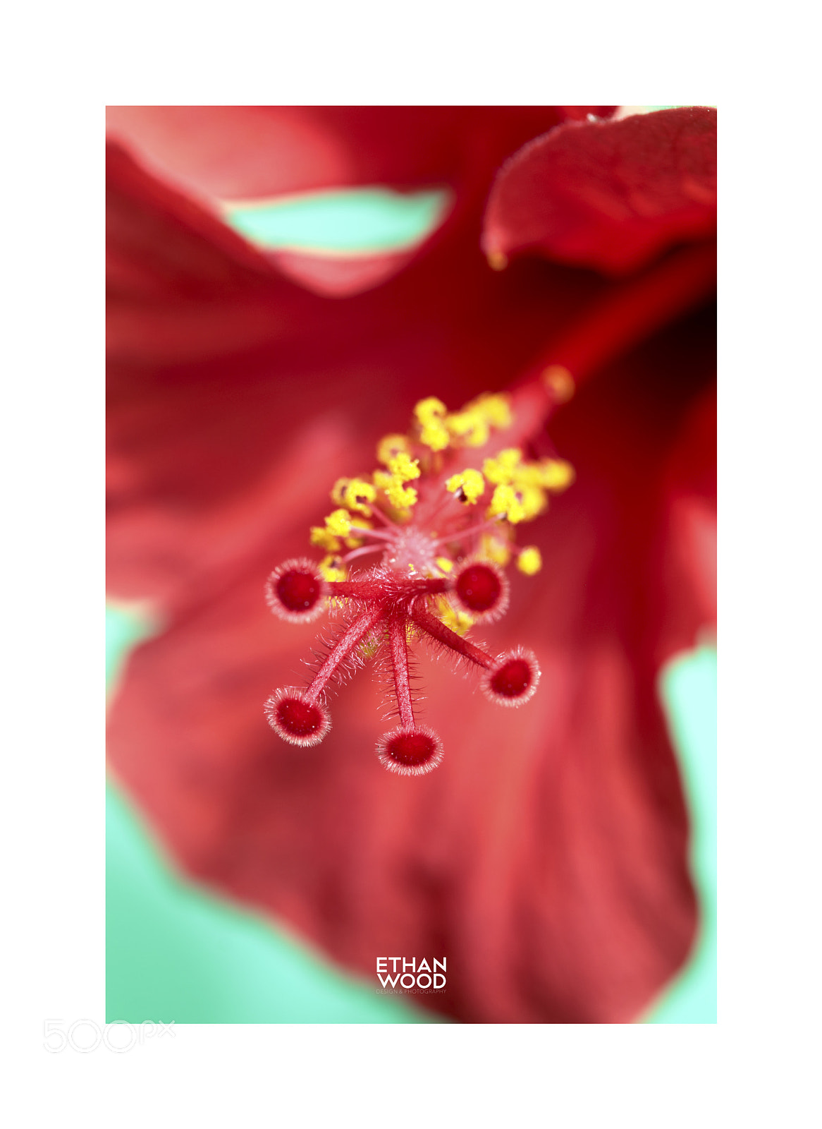 Canon EOS 80D sample photo. Hibiscus serie photography