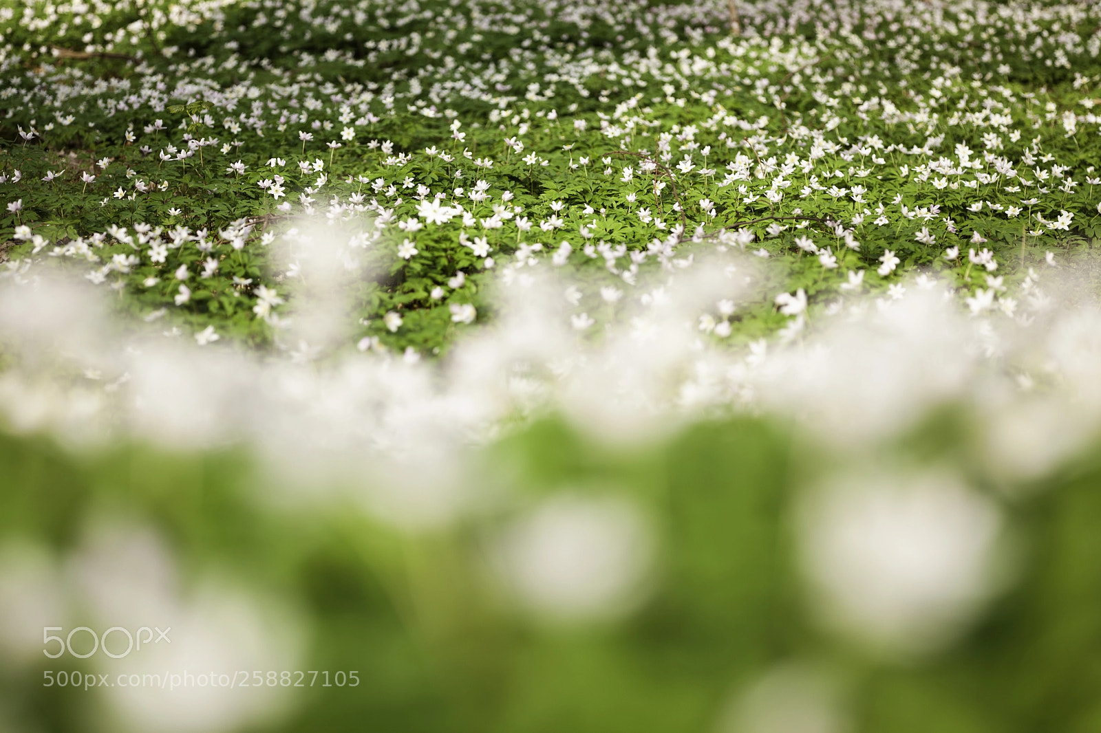 Canon EOS 5D Mark II sample photo. Depth of flowers photography