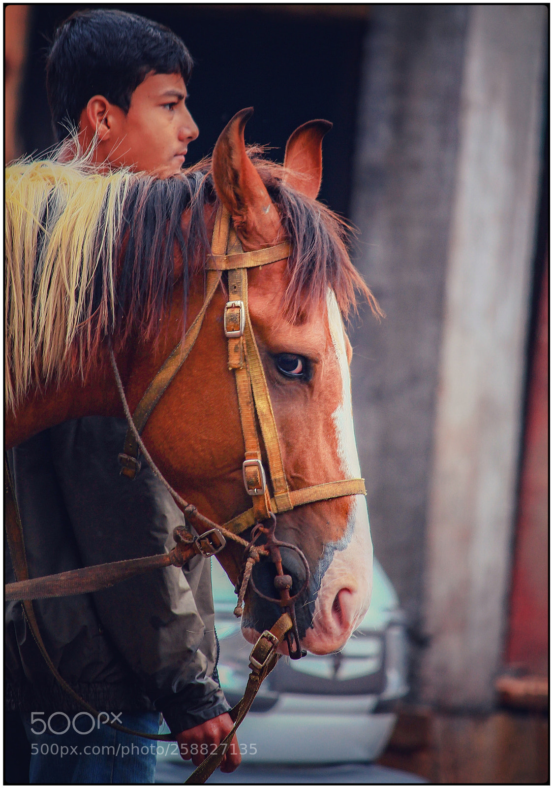 Canon EOS 1100D (EOS Rebel T3 / EOS Kiss X50) sample photo. The horse knows// photography