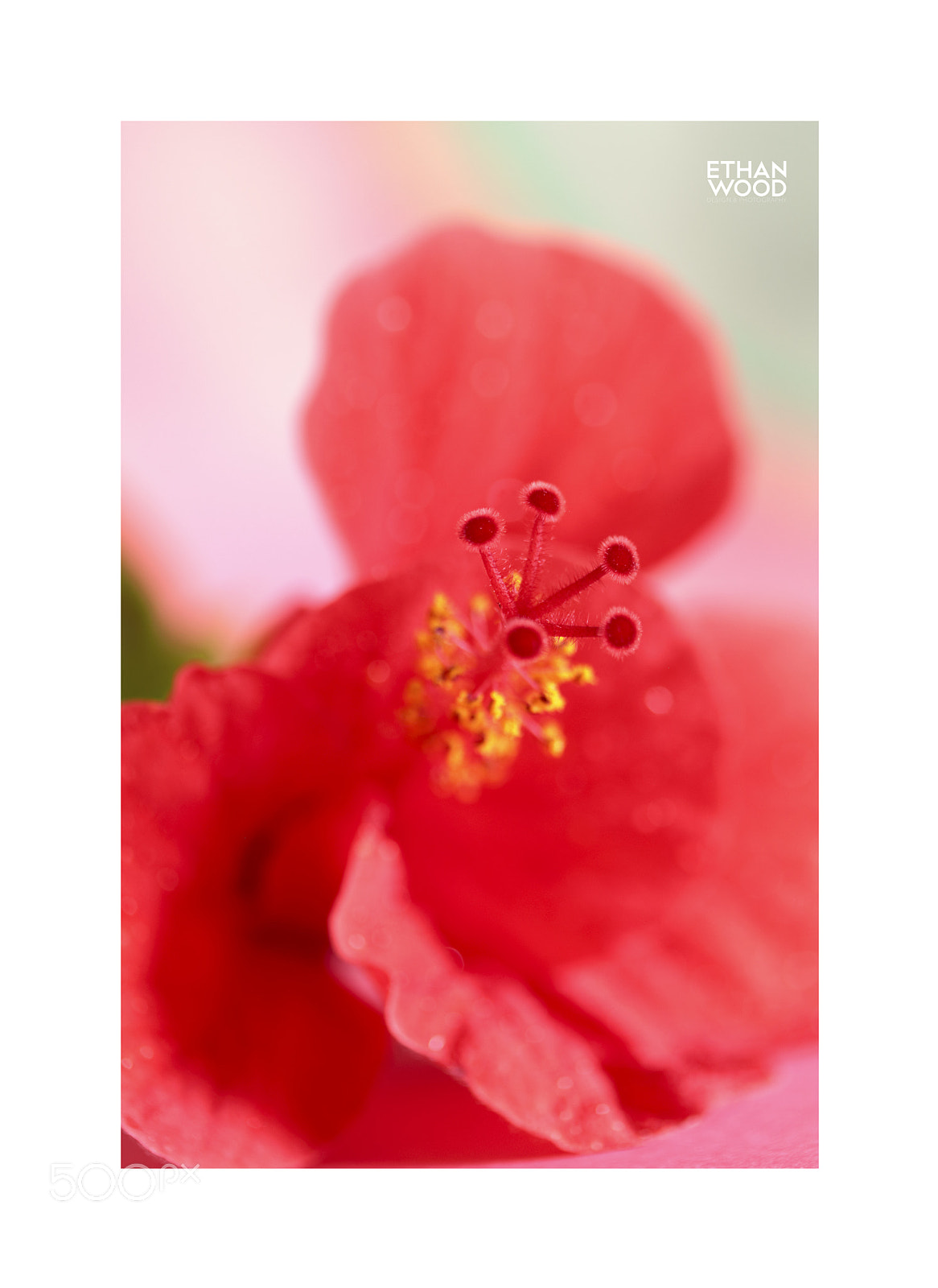 Canon EOS 80D sample photo. Hibiscus serie photography