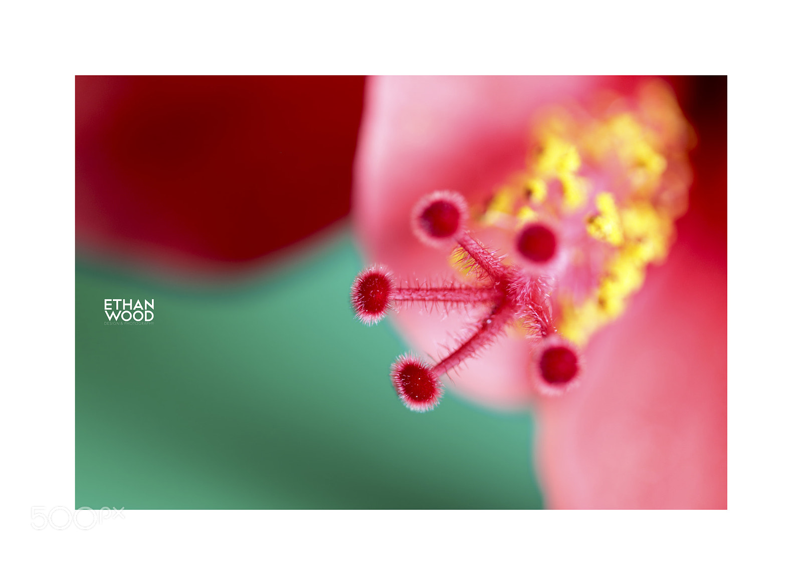 Canon EOS 80D sample photo. Hibiscus serie photography