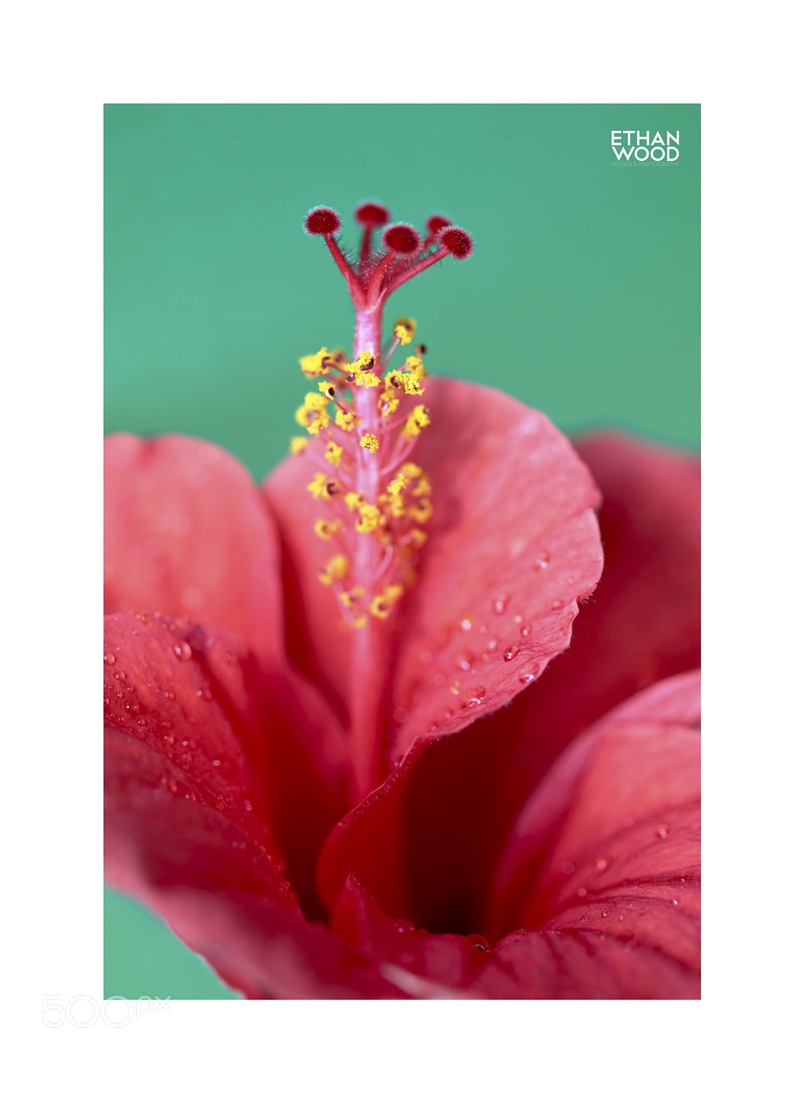 Canon EOS 80D sample photo. Hibiscus serie photography
