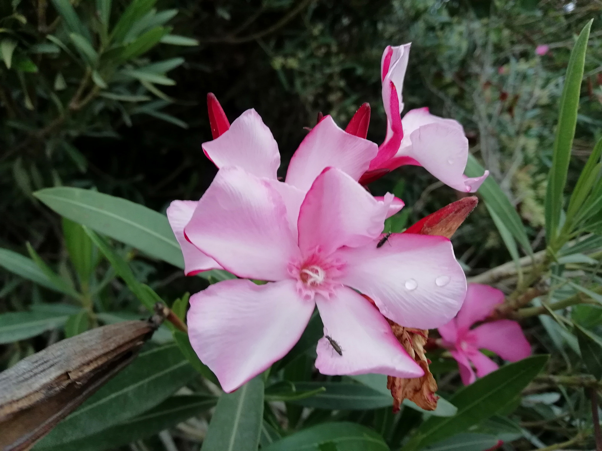 HUAWEI P SMART sample photo