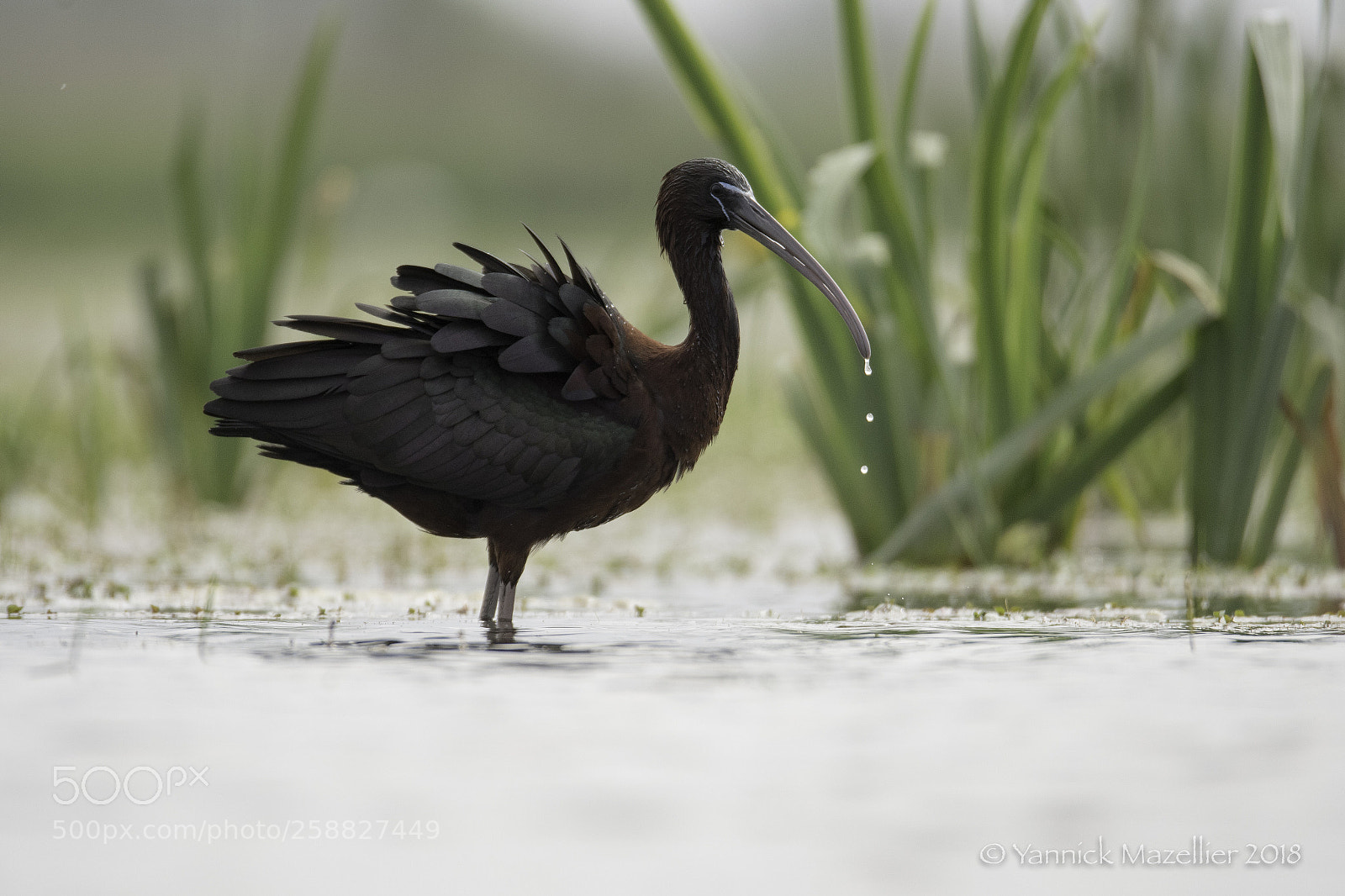Nikon D500 sample photo. Ibis falcinelle photography