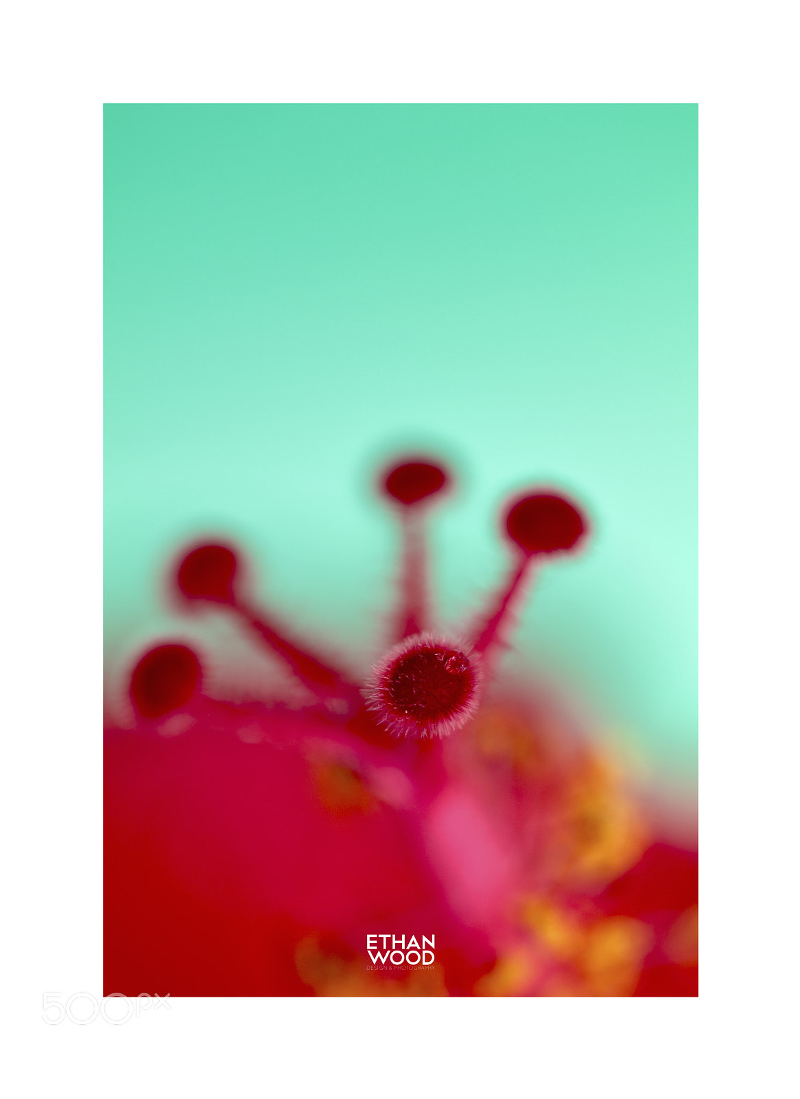 Canon EOS 80D sample photo. Hibiscus serie photography