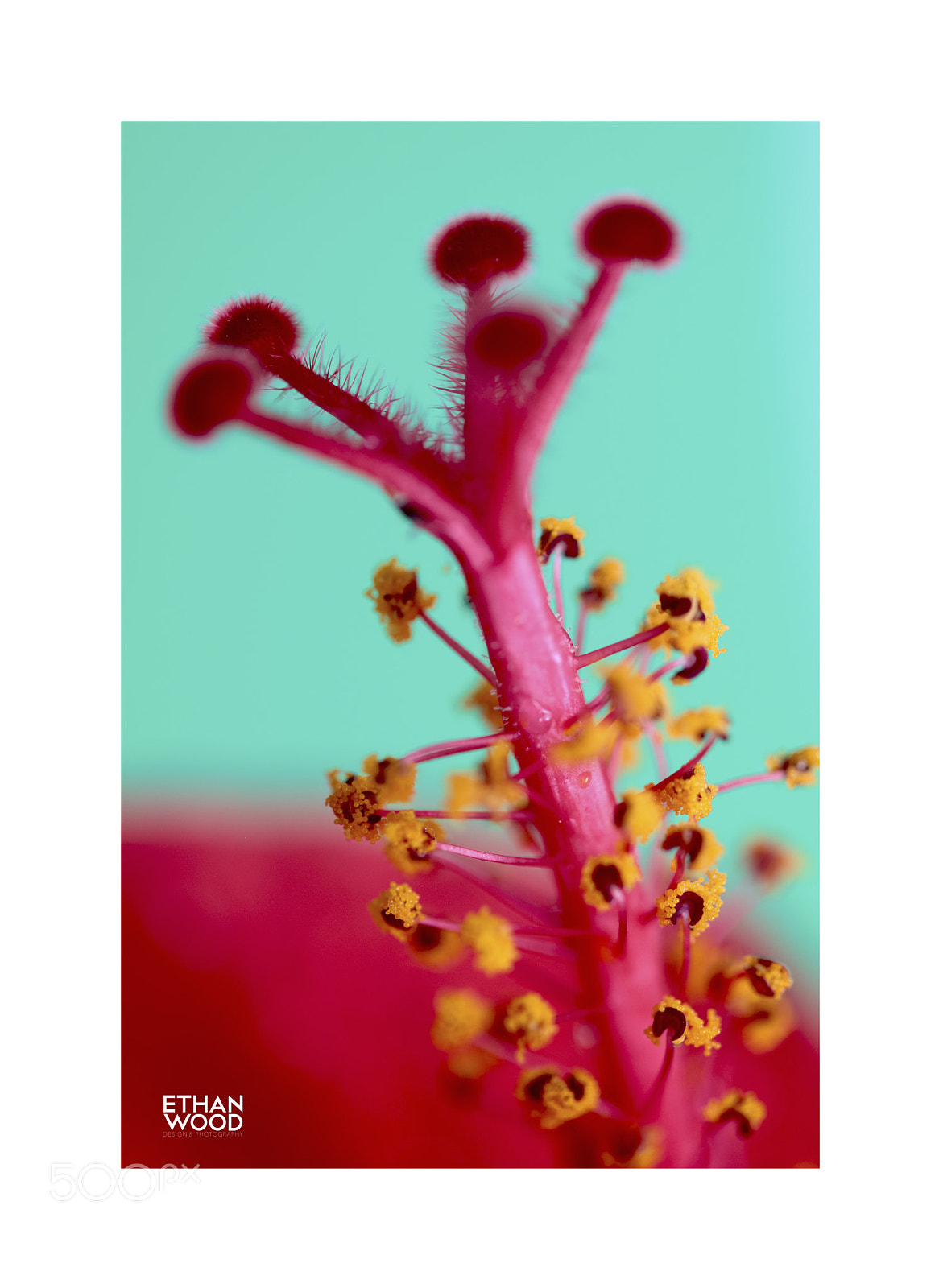 Canon EOS 80D sample photo. Hibiscus serie photography