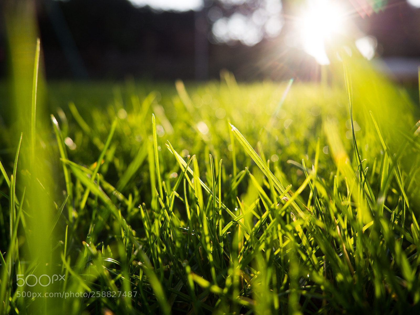 Olympus OM-D E-M10 II sample photo. Focus on details photography