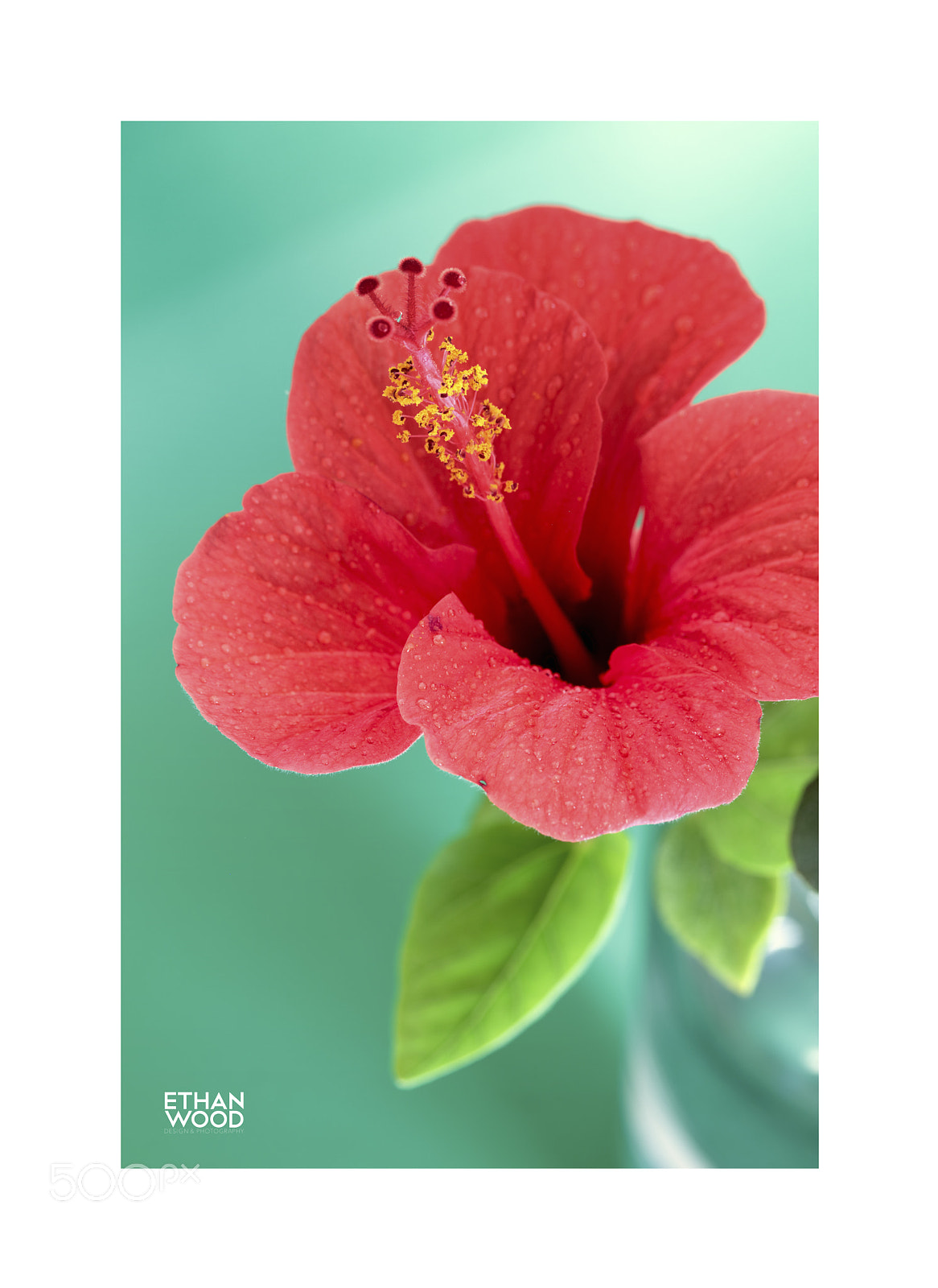 Canon EOS 80D sample photo. Hibiscus serie photography