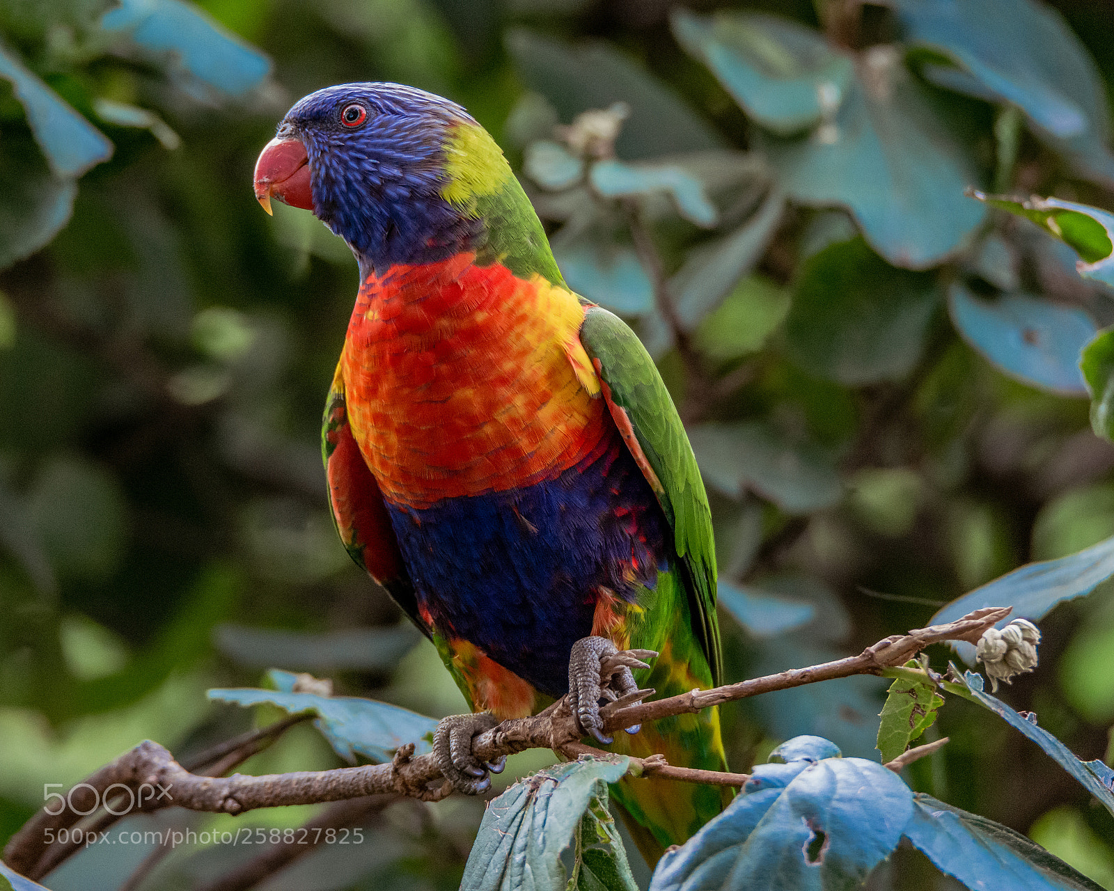Nikon D7200 sample photo. All the colours of photography