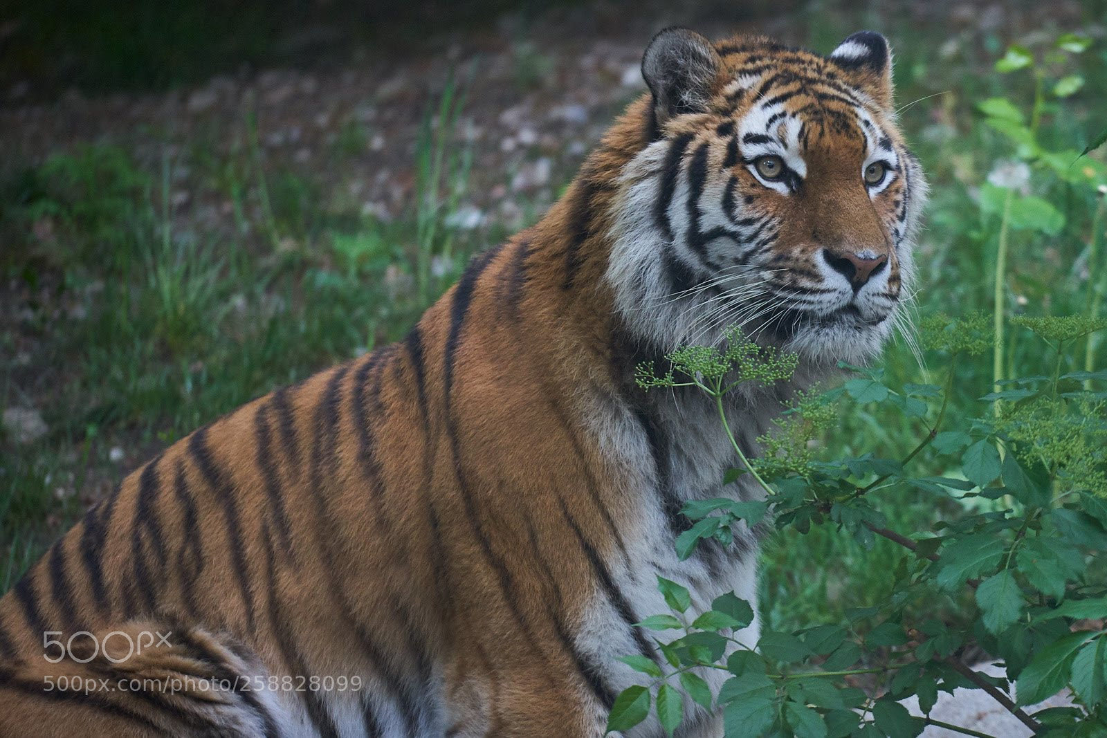 Sony a7 II sample photo. Amurtiger "elena" photography