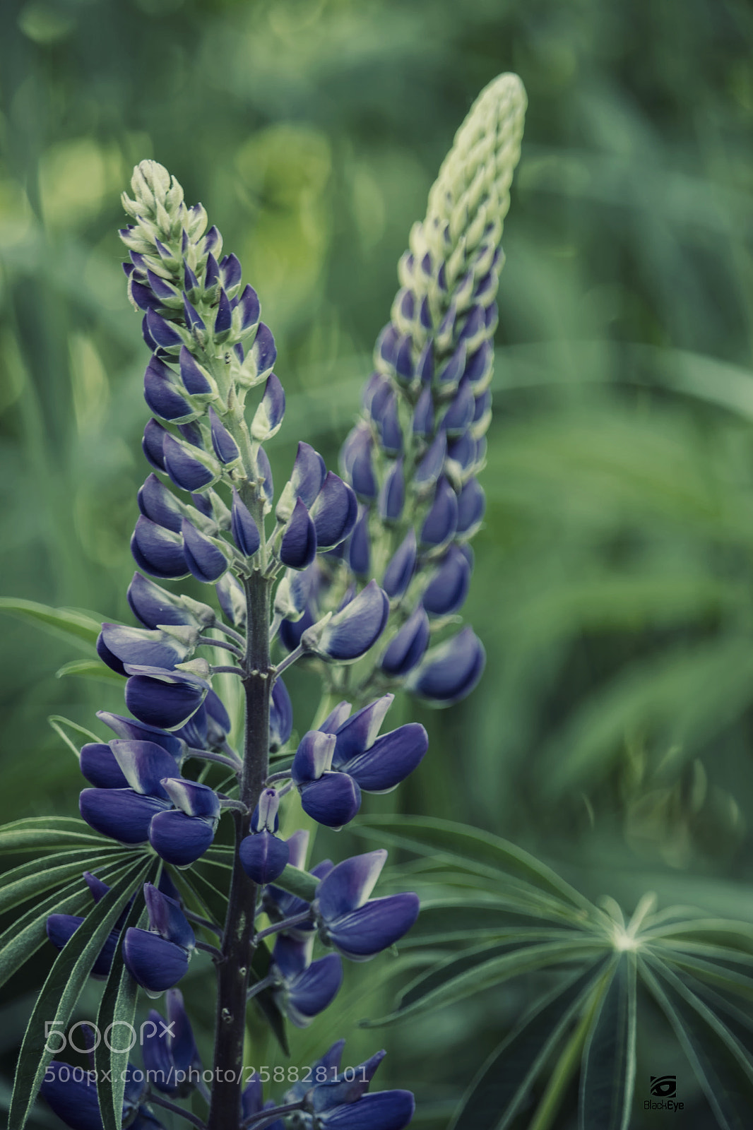 Canon EOS 700D (EOS Rebel T5i / EOS Kiss X7i) sample photo. ~ lupinus i ~ photography