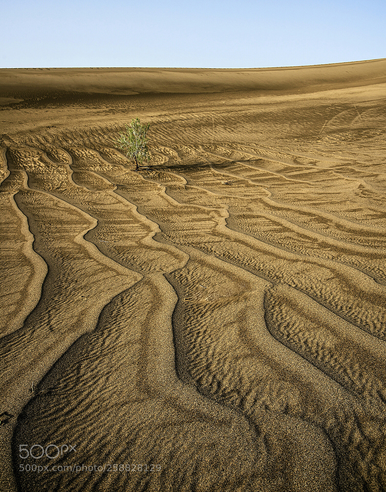 Nikon D810 sample photo. Alone shrubs in the photography