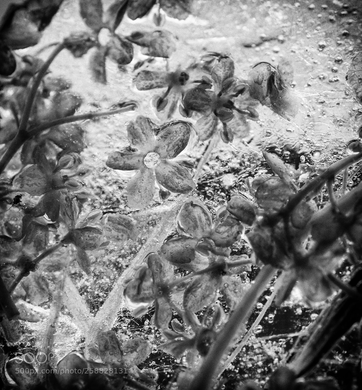 Canon EOS 700D (EOS Rebel T5i / EOS Kiss X7i) sample photo. Black and white frozen photography