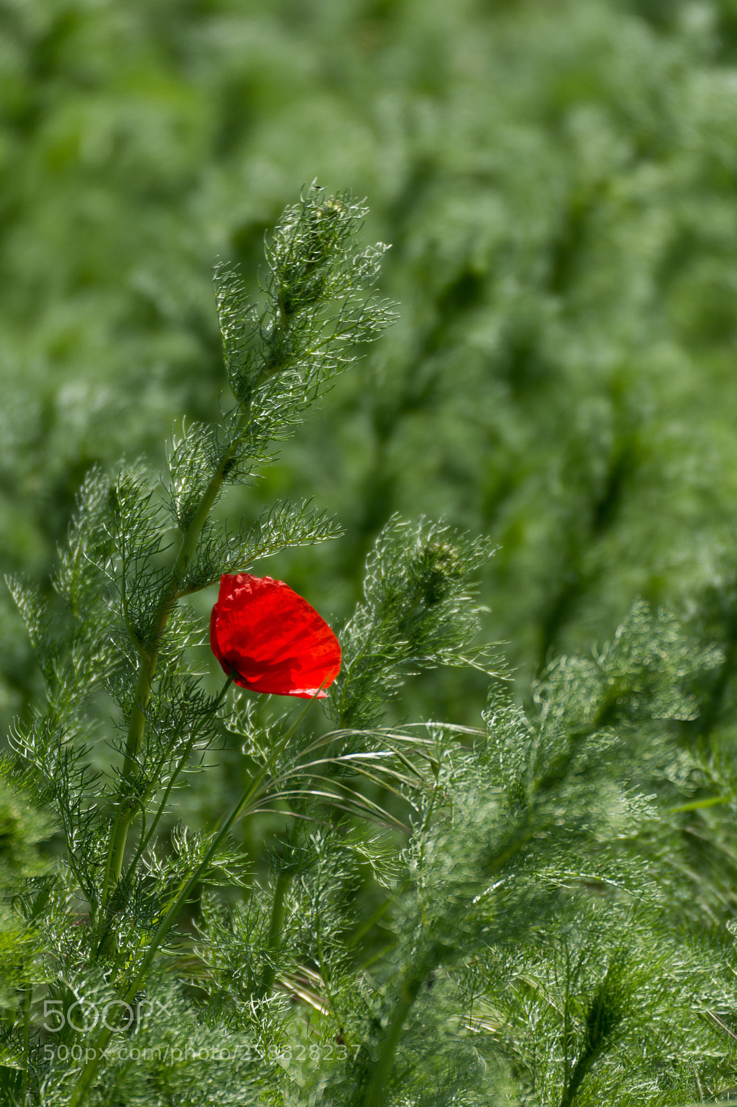 Nikon D7200 sample photo. Poppy photography
