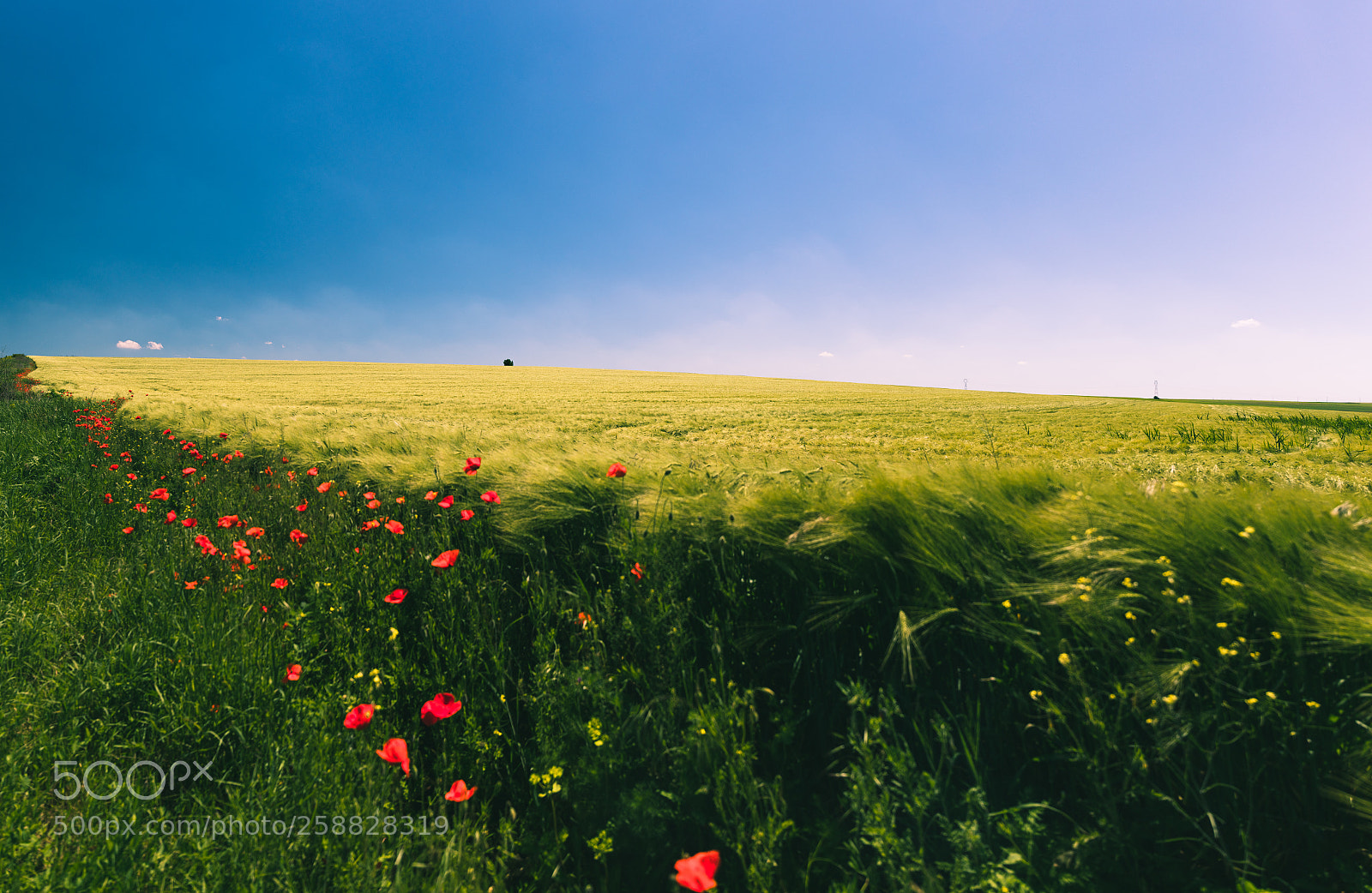 Canon EOS 5D Mark IV sample photo. Green field photography
