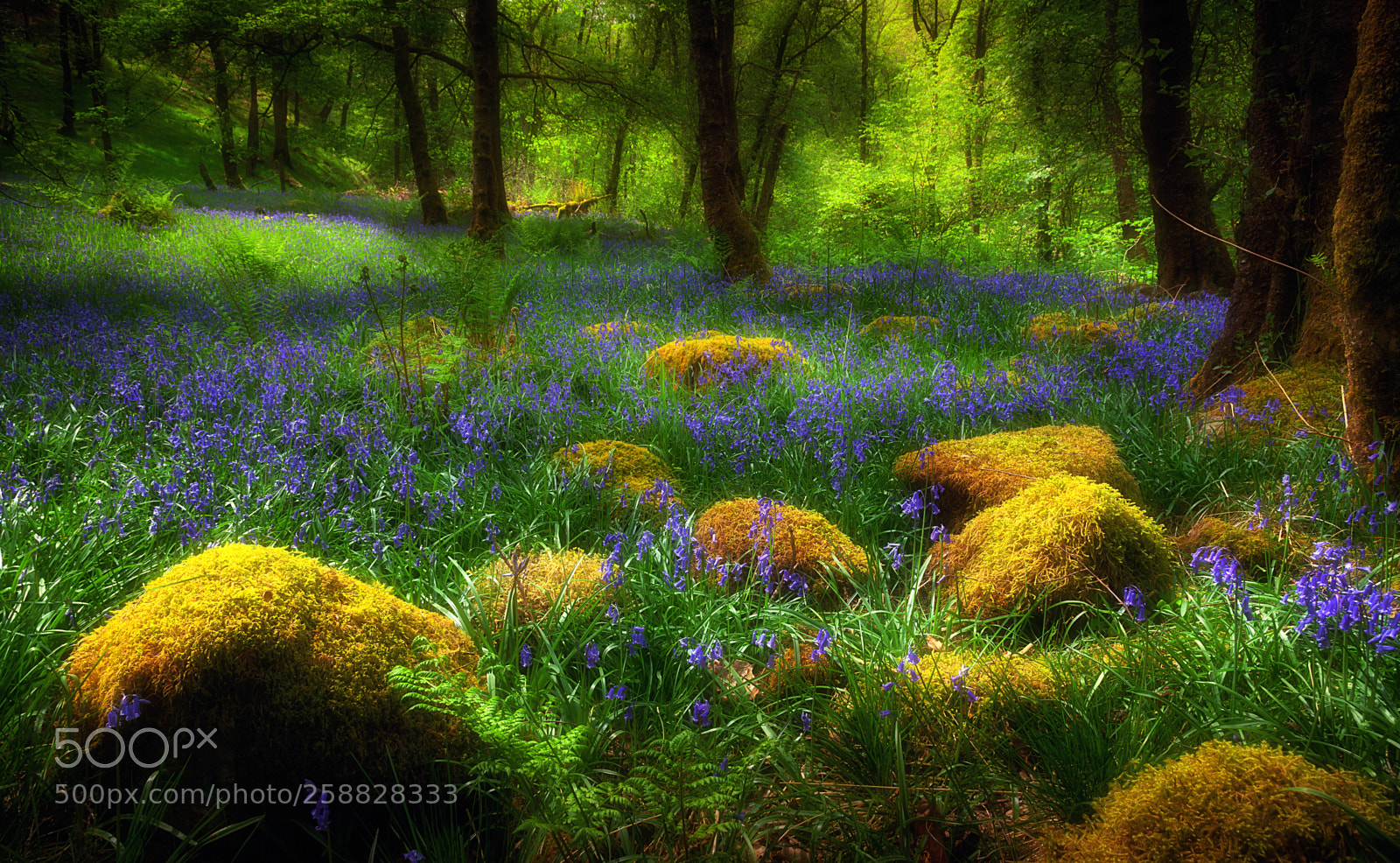 Canon EOS 5D Mark II sample photo. Woodland british bluebells photography