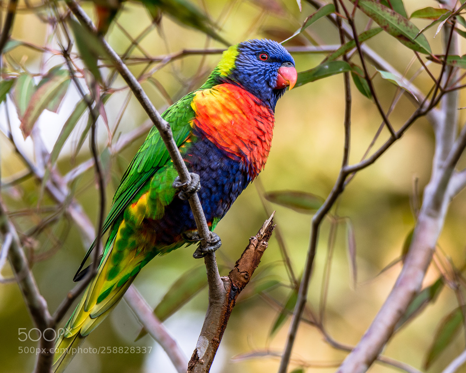 Nikon D7200 sample photo. All the colours of photography