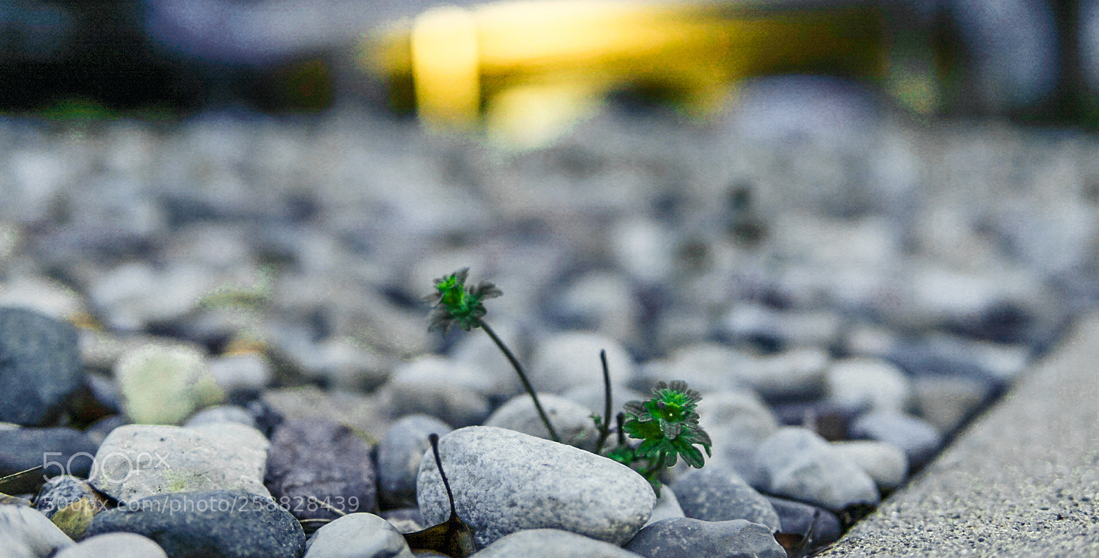 Sony a6000 sample photo. Untitled photography