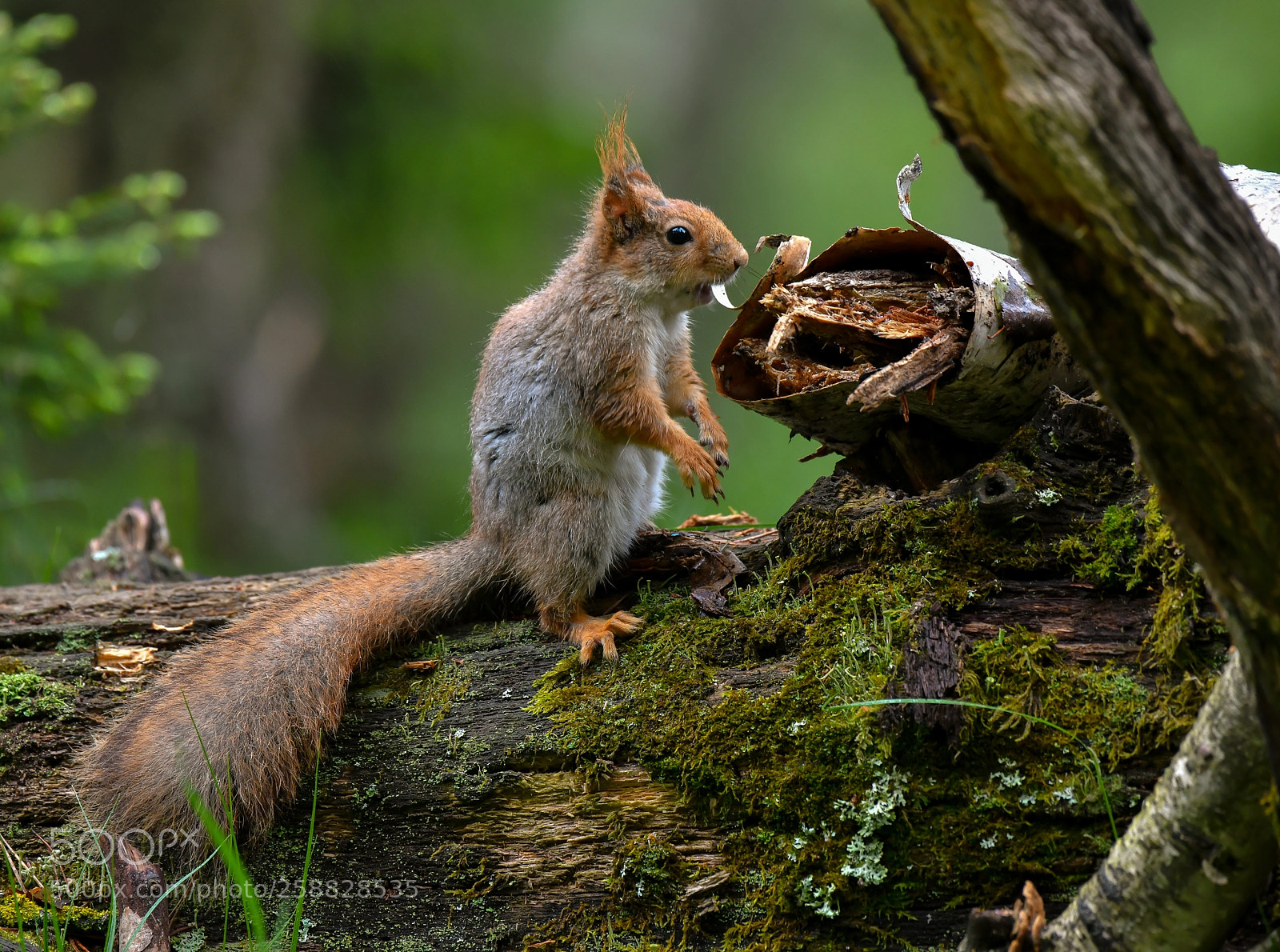 Nikon D850 sample photo. Picture from the forest photography