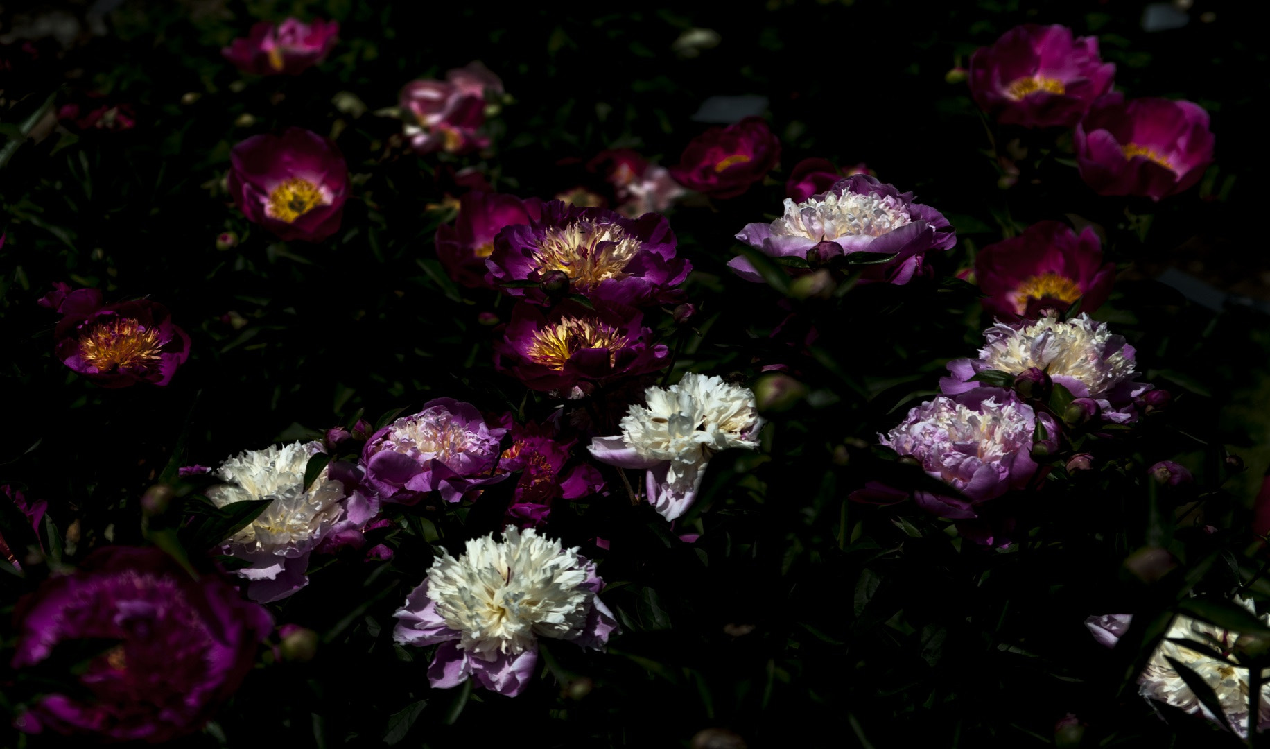 Pentax K20D sample photo. Pivoines 05 photography