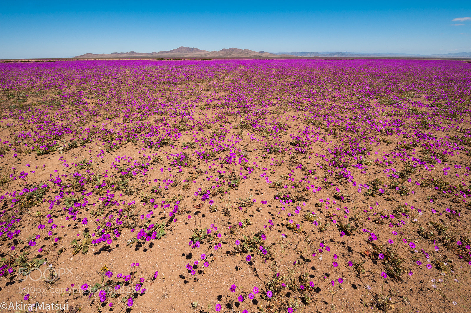 Nikon D3 sample photo. Flowering desert in atacama photography