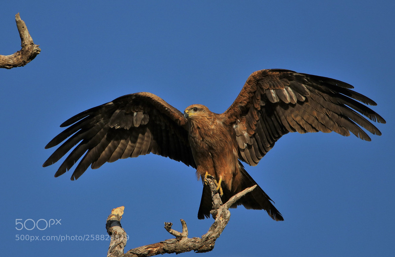 Canon EOS 80D sample photo. Black kite photography