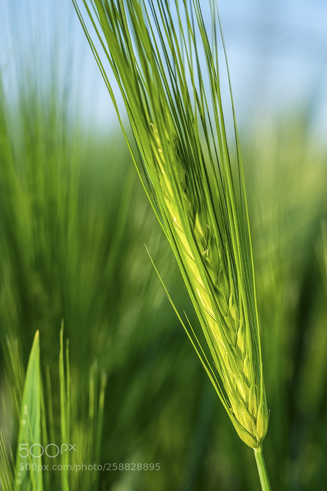 Fujifilm X-T1 sample photo. Barley photography
