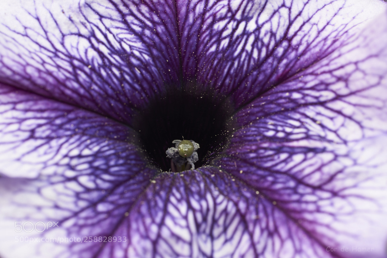 Sony SLT-A99V sample photo. Heart of a petunia photography