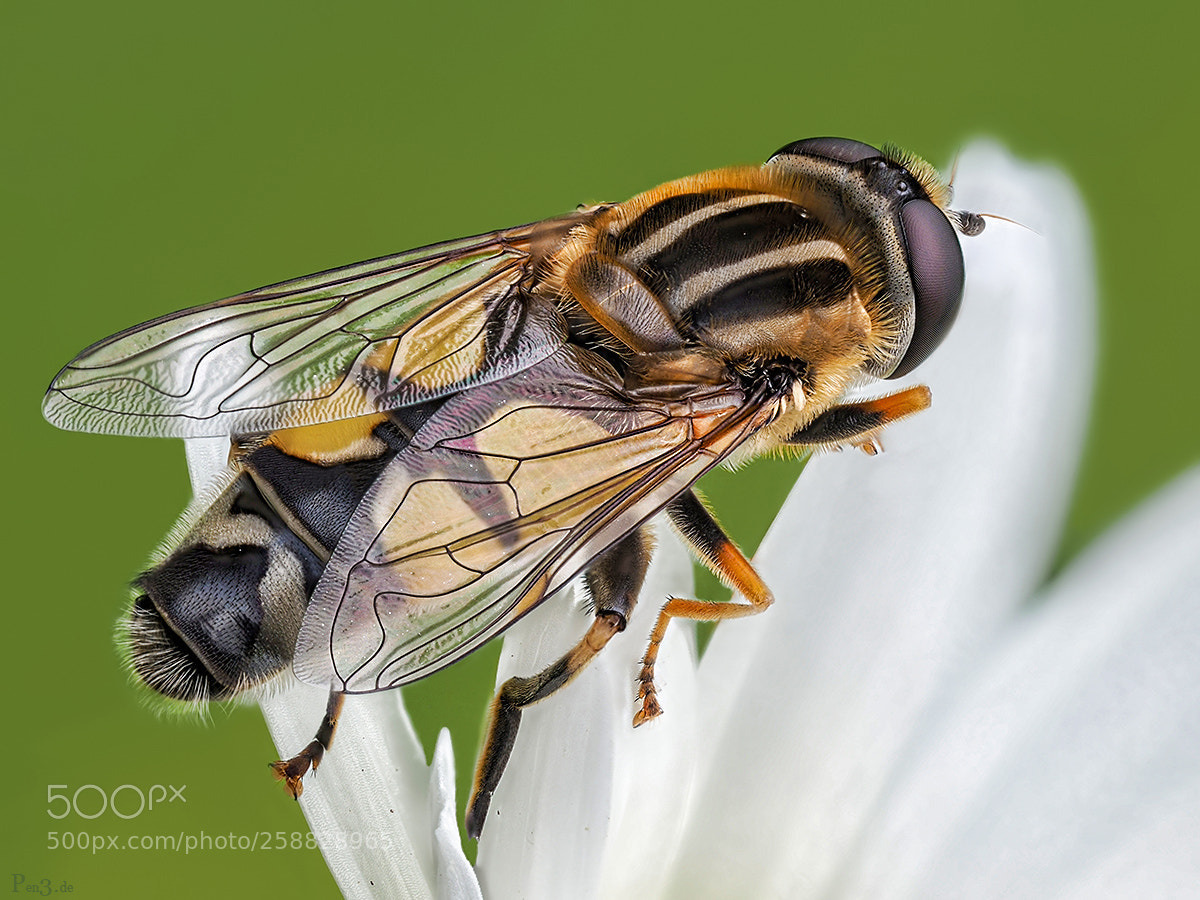 Olympus PEN-F sample photo. Hoverfly photography