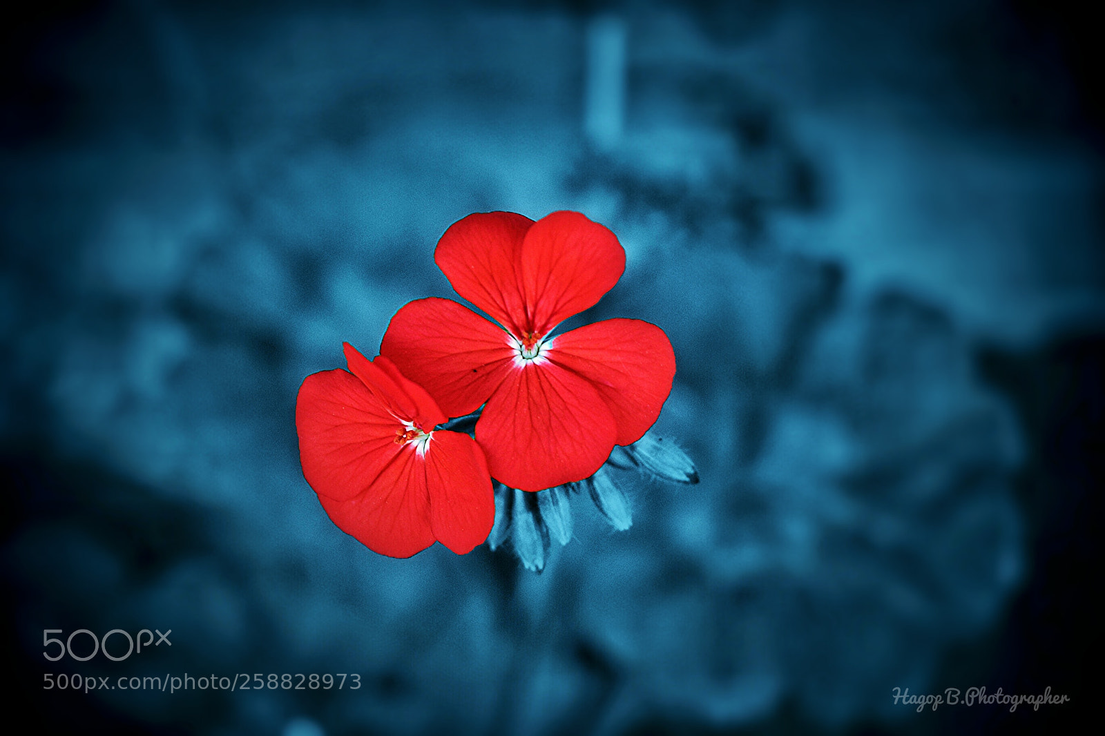 Canon EOS 80D sample photo. The red photography
