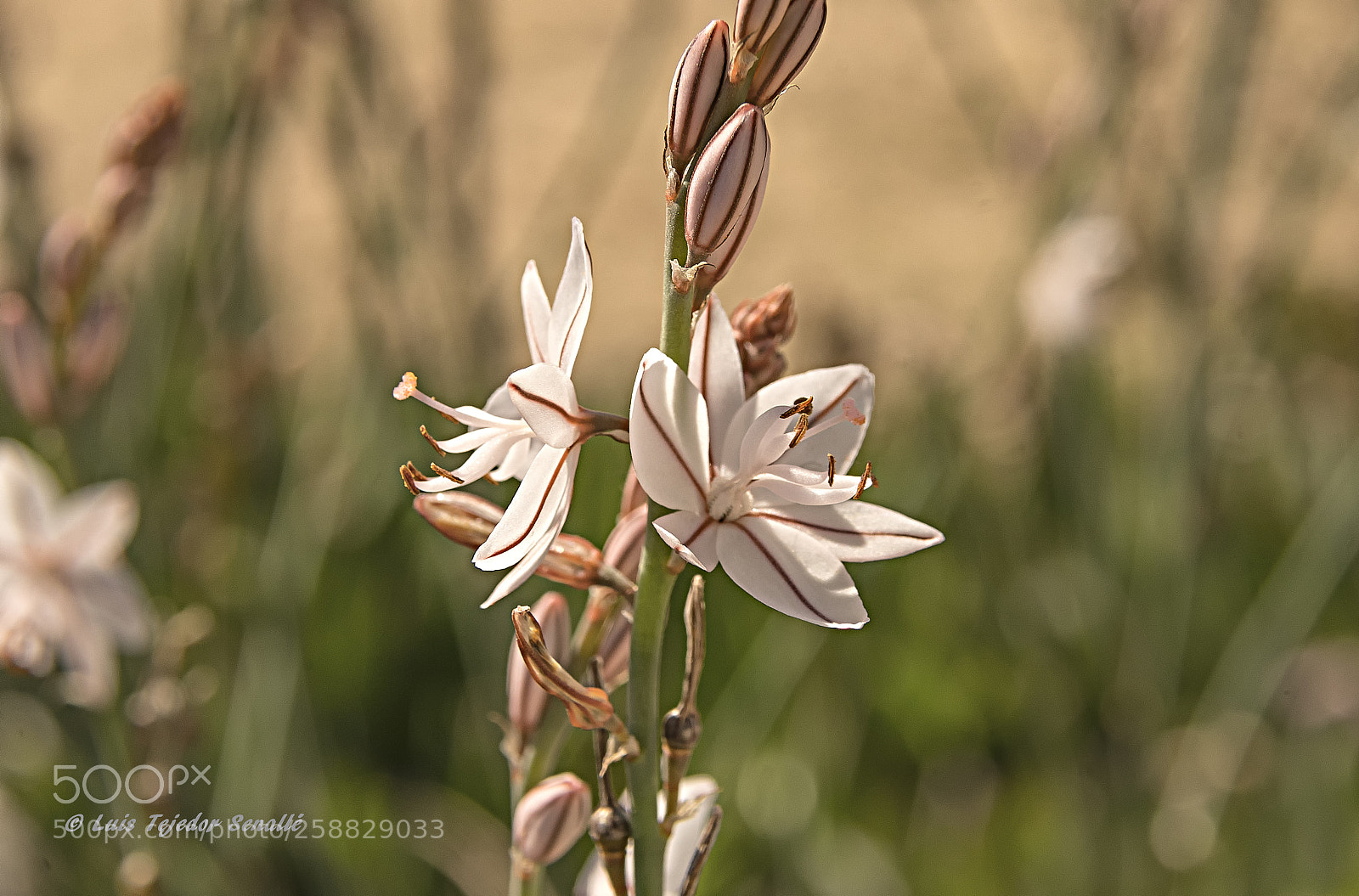 Nikon D500 sample photo. Flowers photography