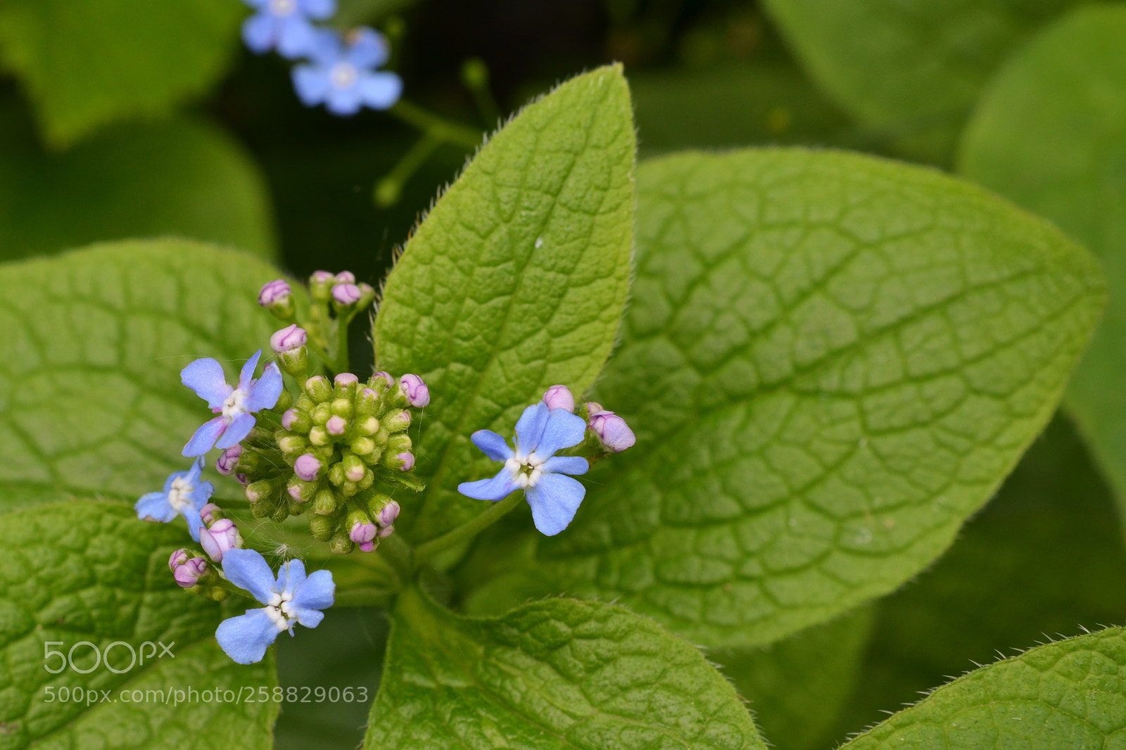 Nikon D5100 sample photo. Pink and blue photography