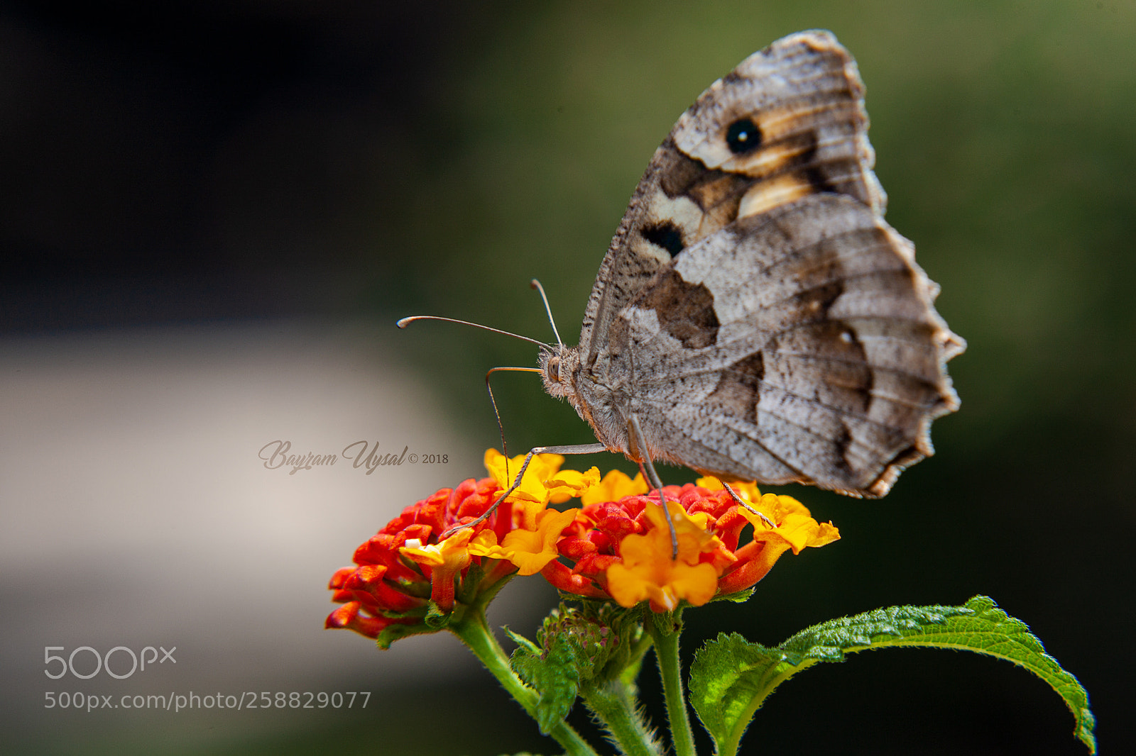 Canon EOS-1Ds Mark III sample photo. Serenity photography