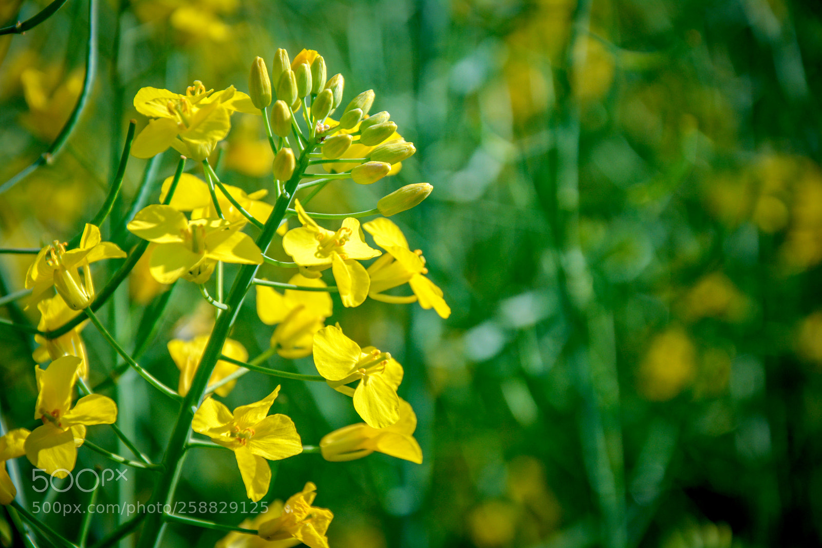 Nikon D5200 sample photo. Rapeseed photography