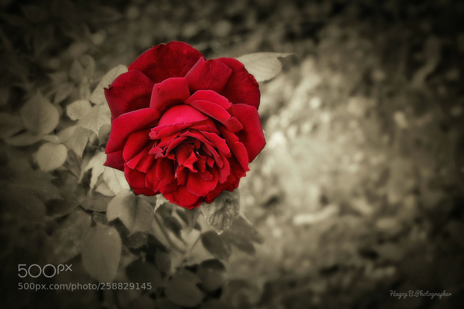 Canon EOS 80D sample photo. The rose photography