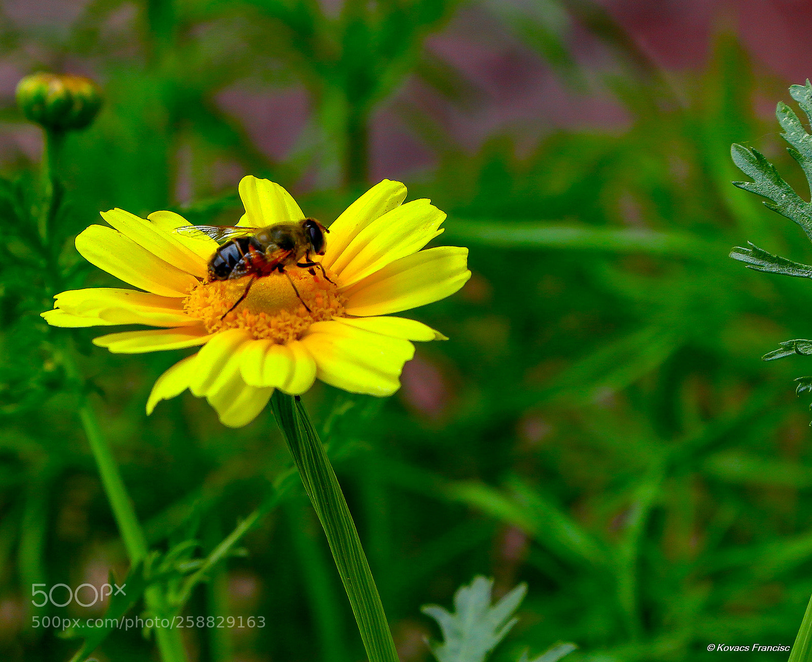 Canon EOS 5D Mark II sample photo. Now he's here photography