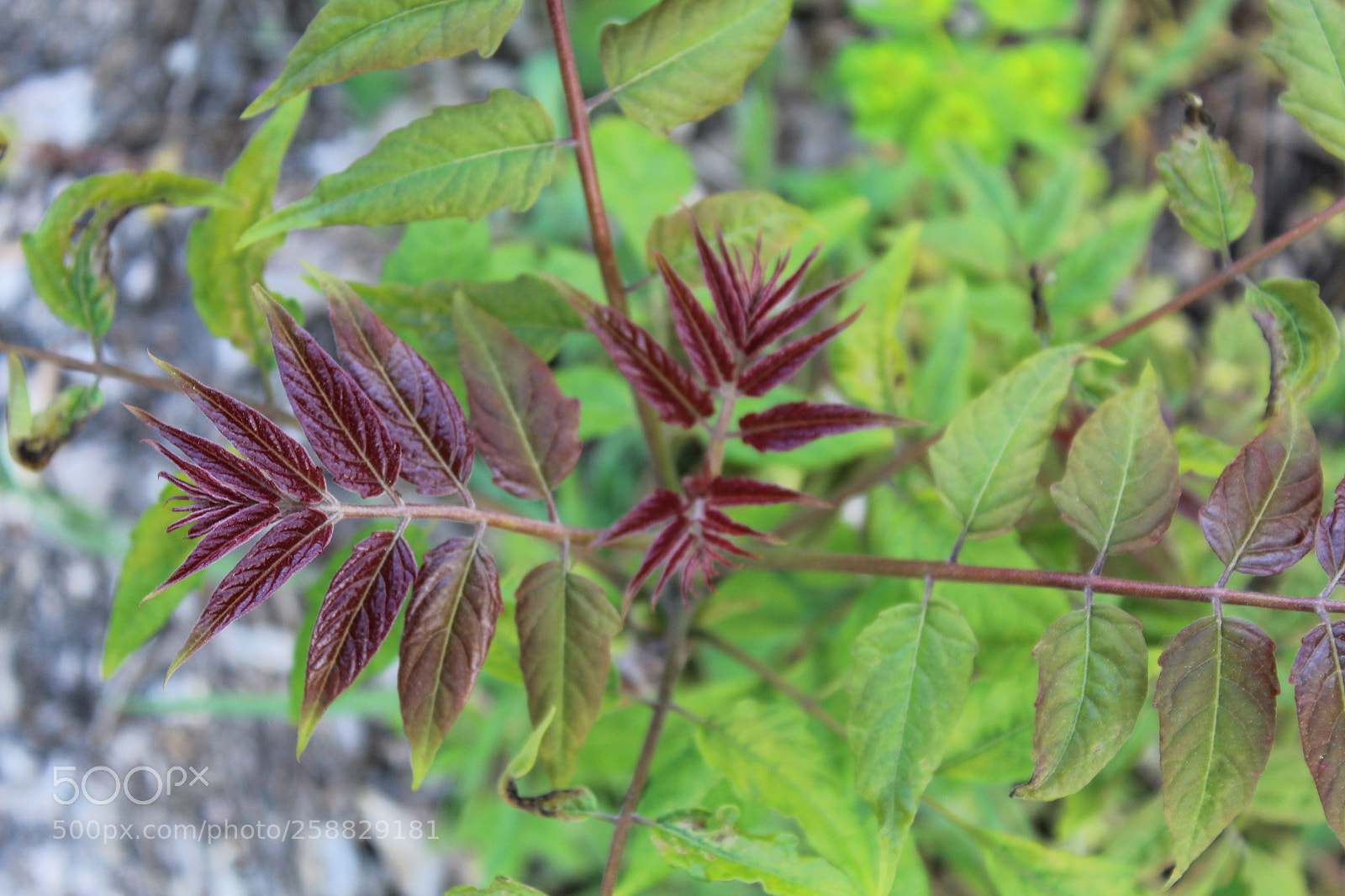 Canon EOS 1300D (EOS Rebel T6 / EOS Kiss X80) sample photo. Brote acacia photography