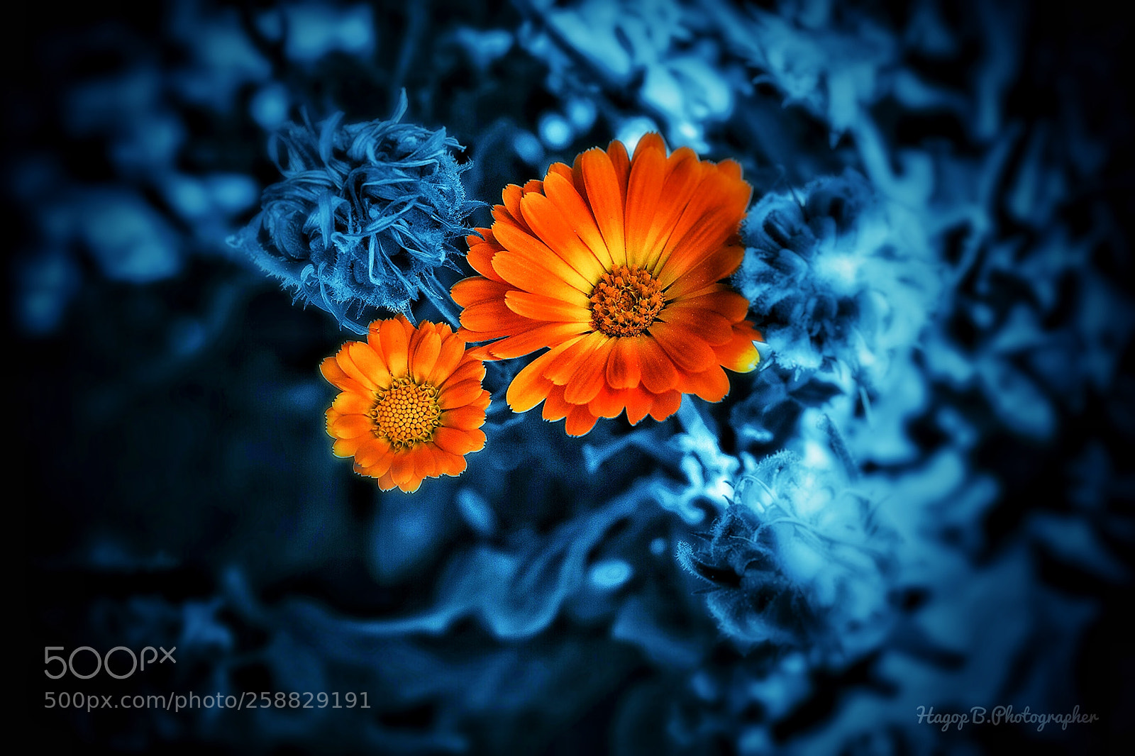 Canon EOS 80D sample photo. The orange photography