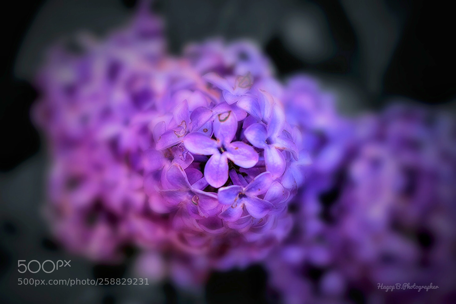 Canon EOS 80D sample photo. The violent photography