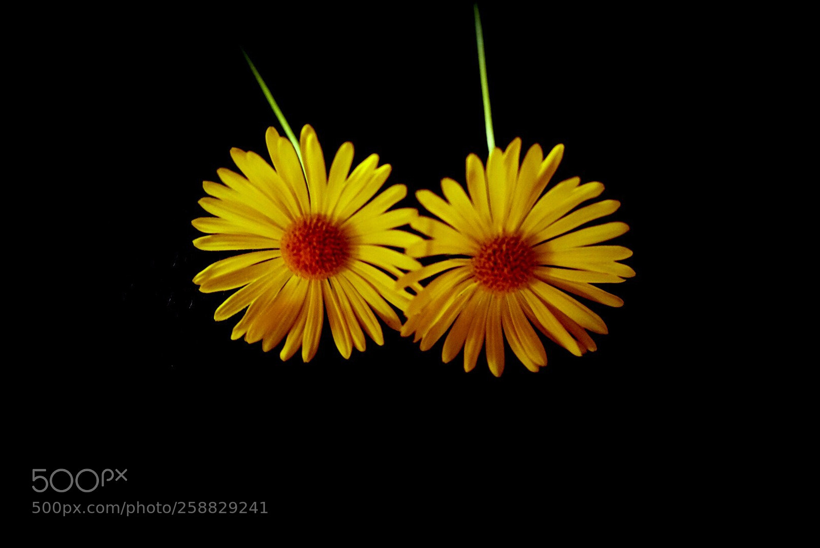 Sony a7R sample photo. Sunflower photography