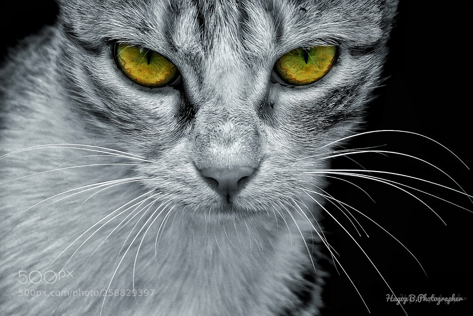 Canon EOS 80D sample photo. The cat photography