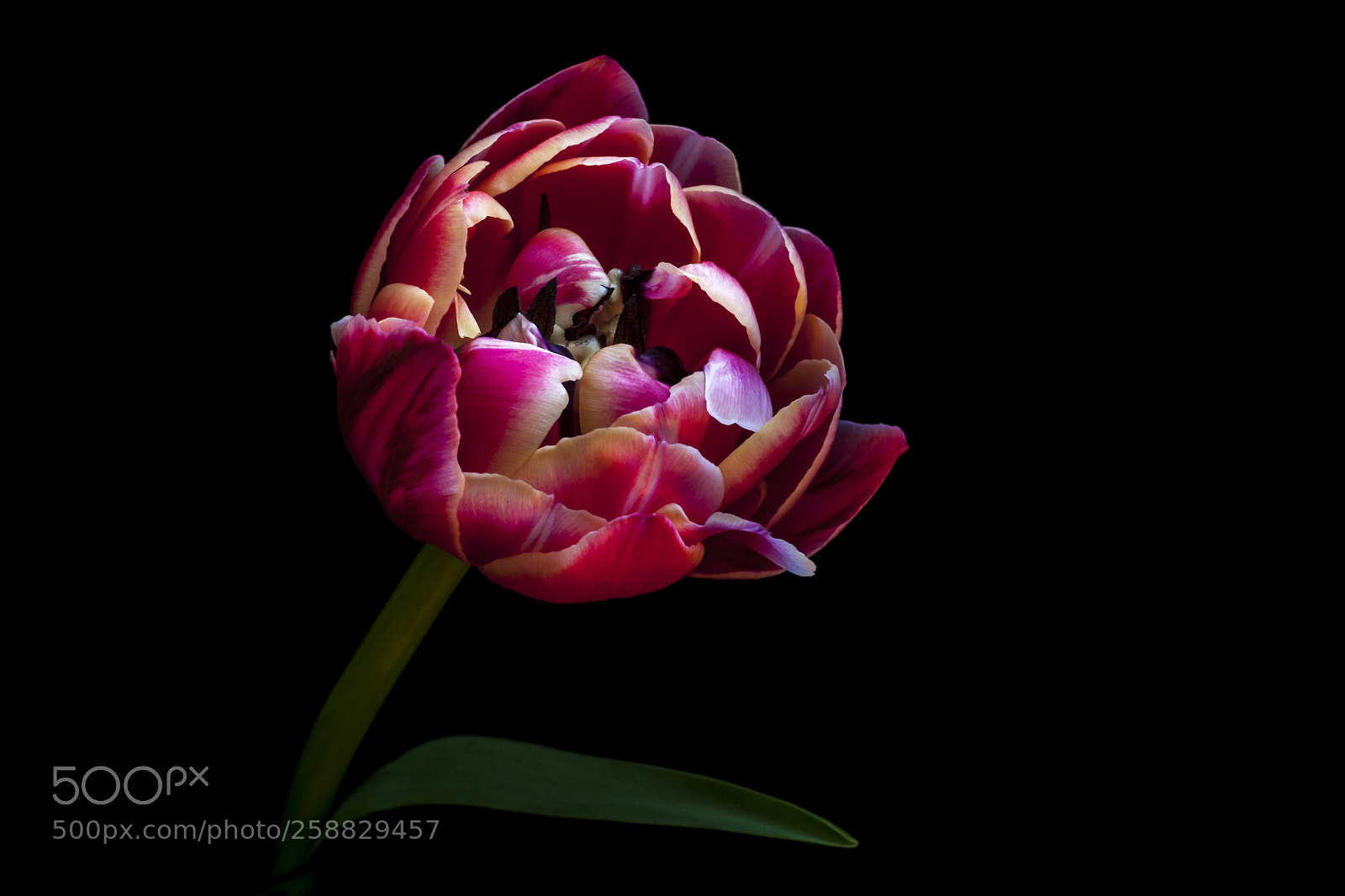 Canon EOS 5D Mark II sample photo. Double flowering tulip photography