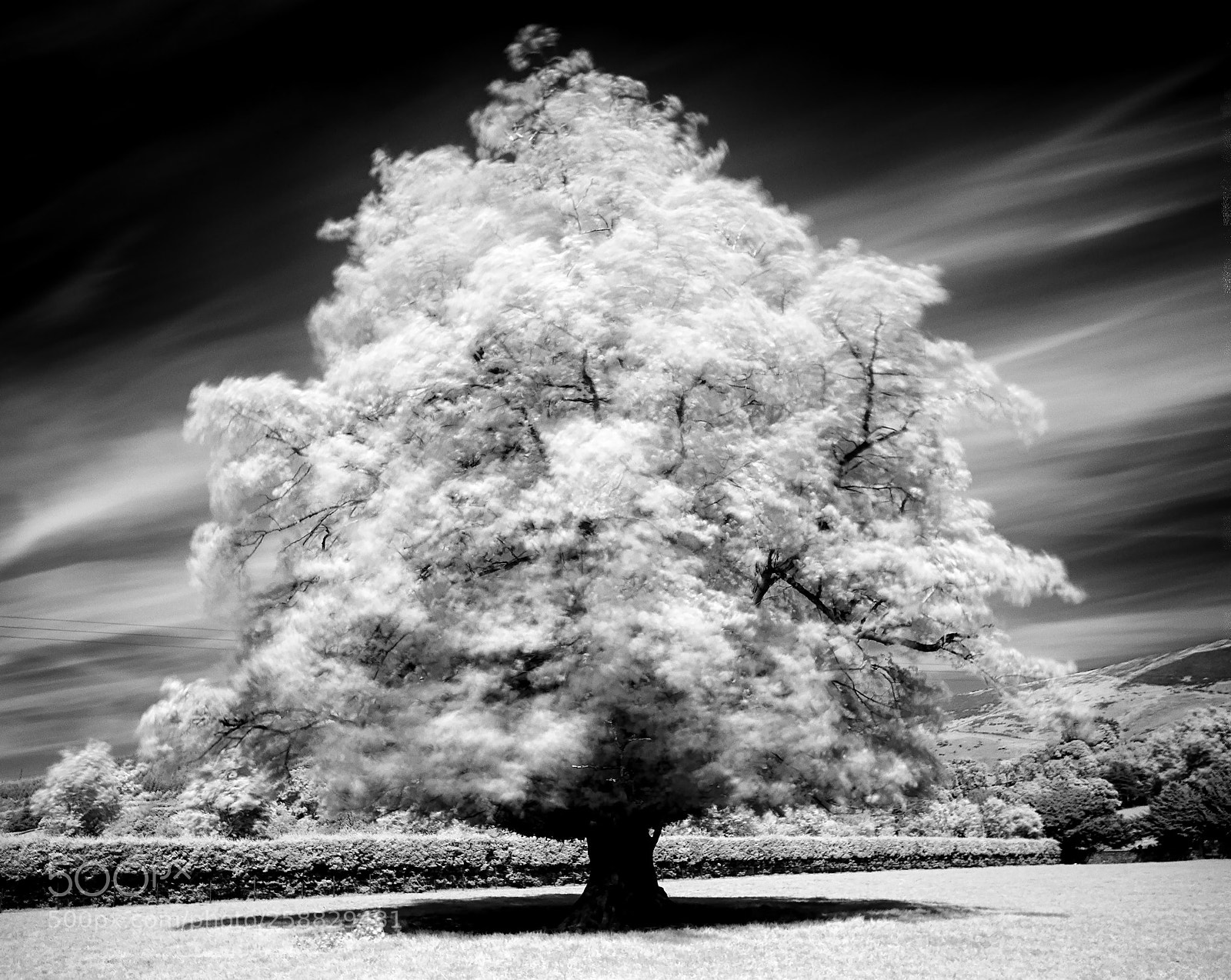 Nikon D200 sample photo. Oak tree infared 720nm photography