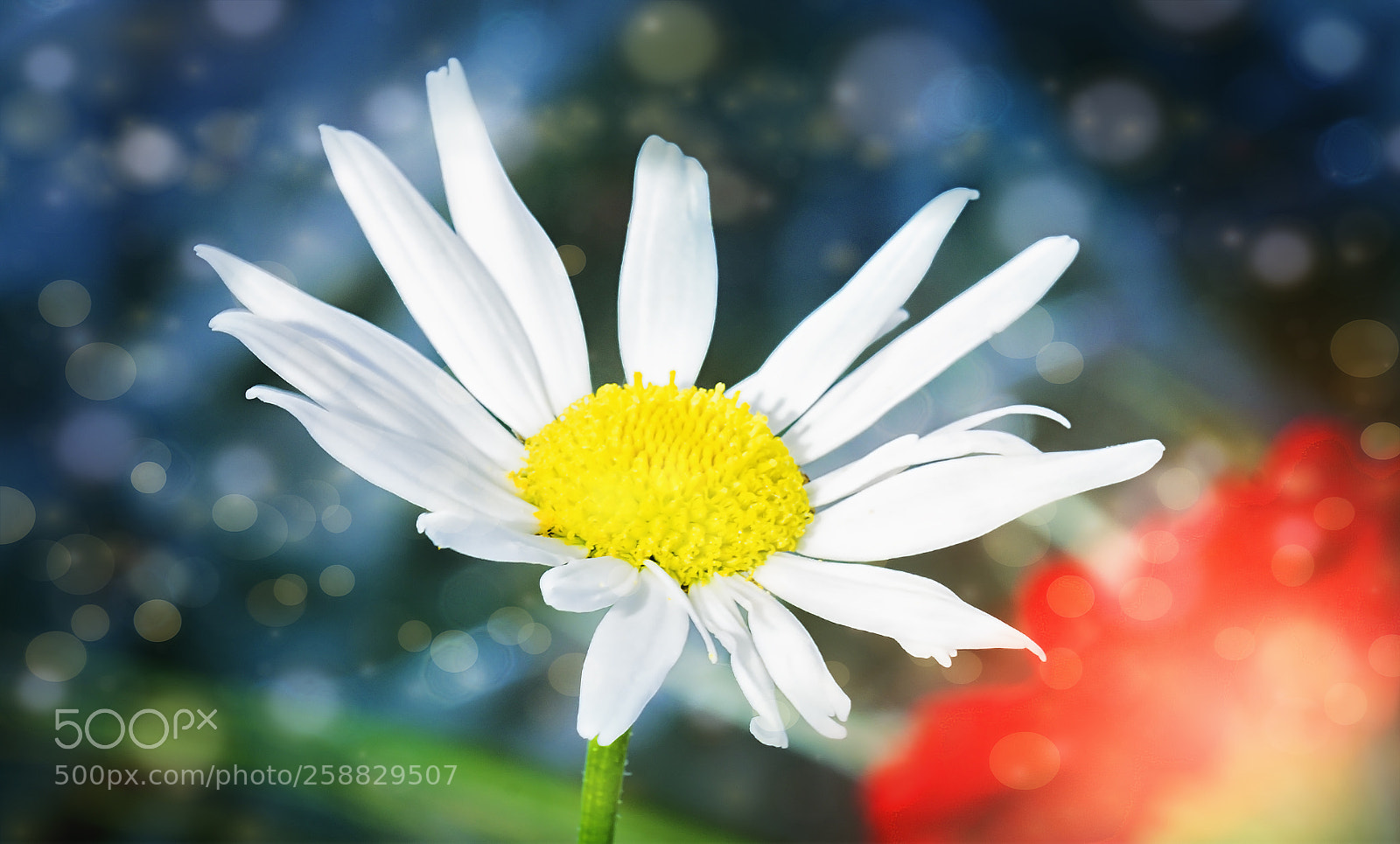 Sony a7 II sample photo. Flower power photography