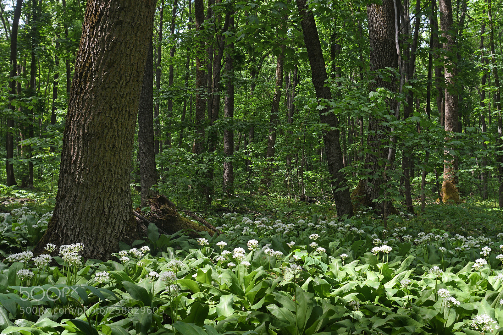 Nikon D7500 sample photo. Wild garlic photography
